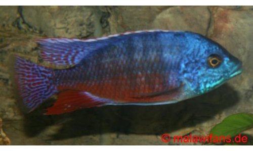 Protomelas taeniolatus namalenji